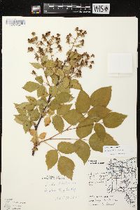 Rubus rosa image