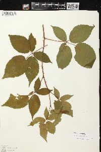 Rubus rosa image