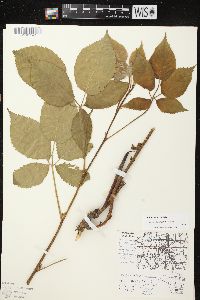 Rubus rosa image