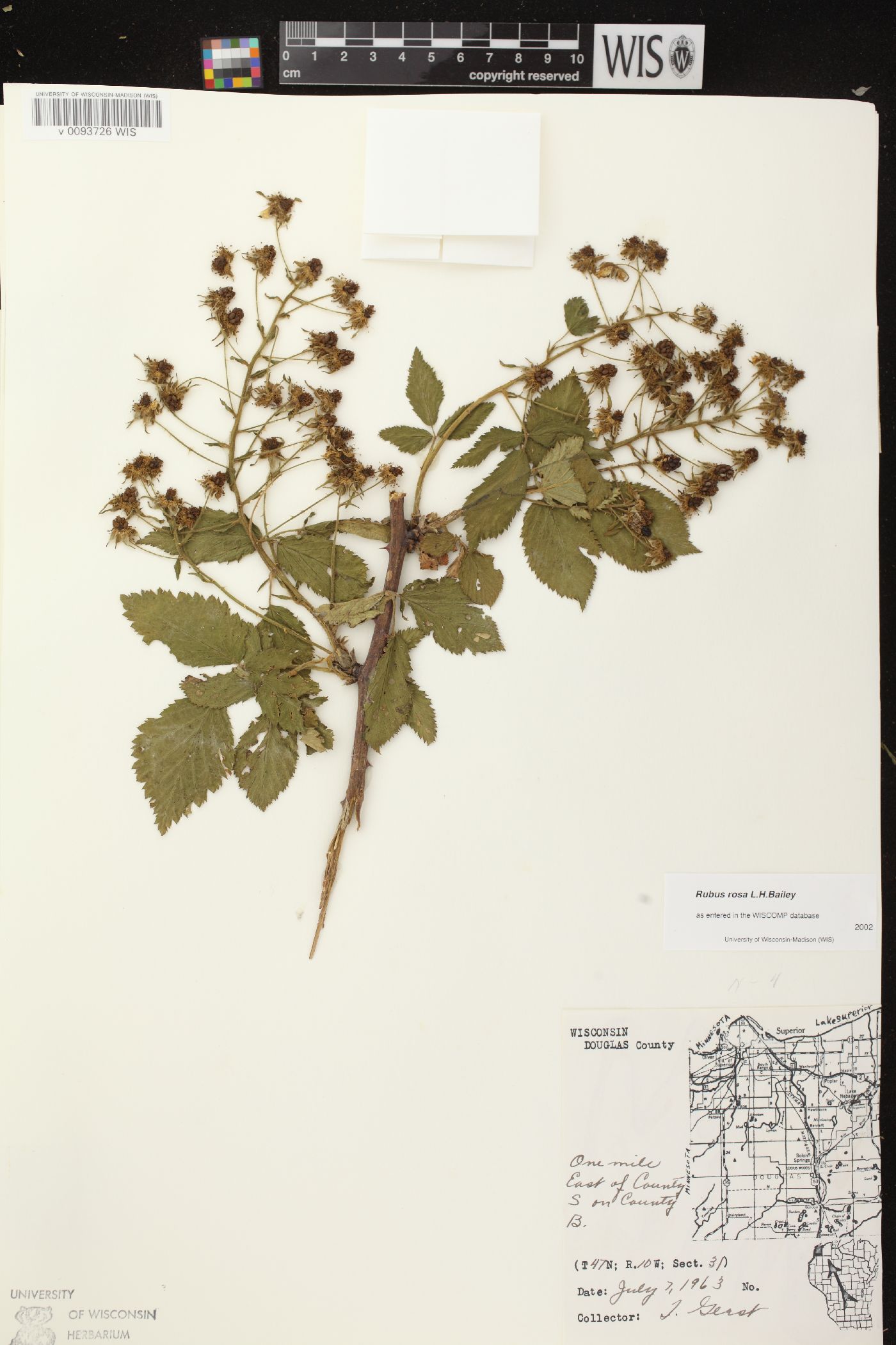 Rubus rosa image