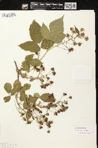 Rubus rosa image