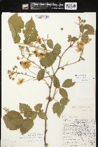 Rubus rosa image