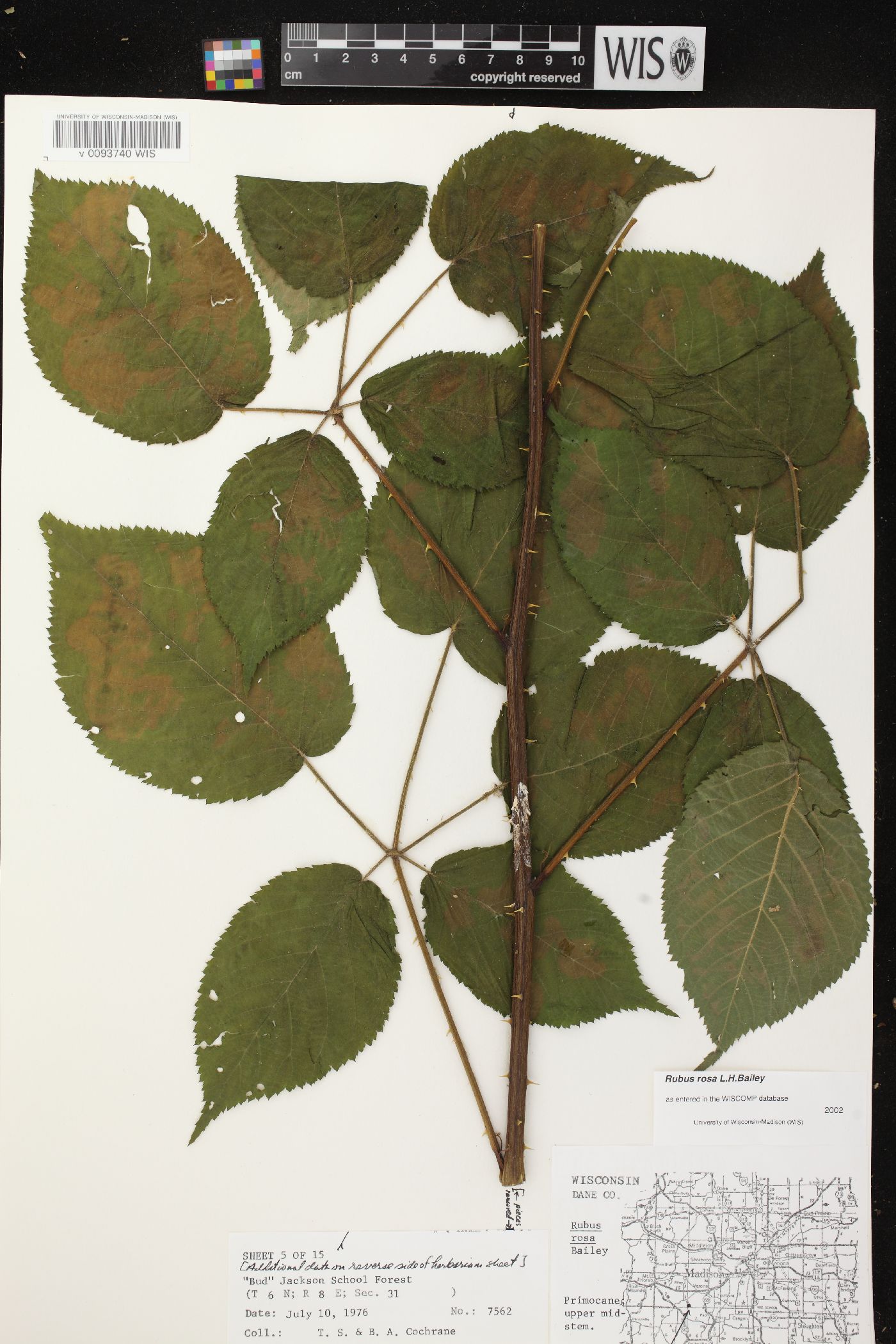 Rubus rosa image