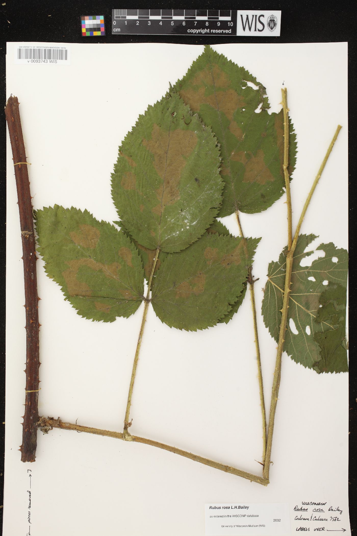 Rubus rosa image