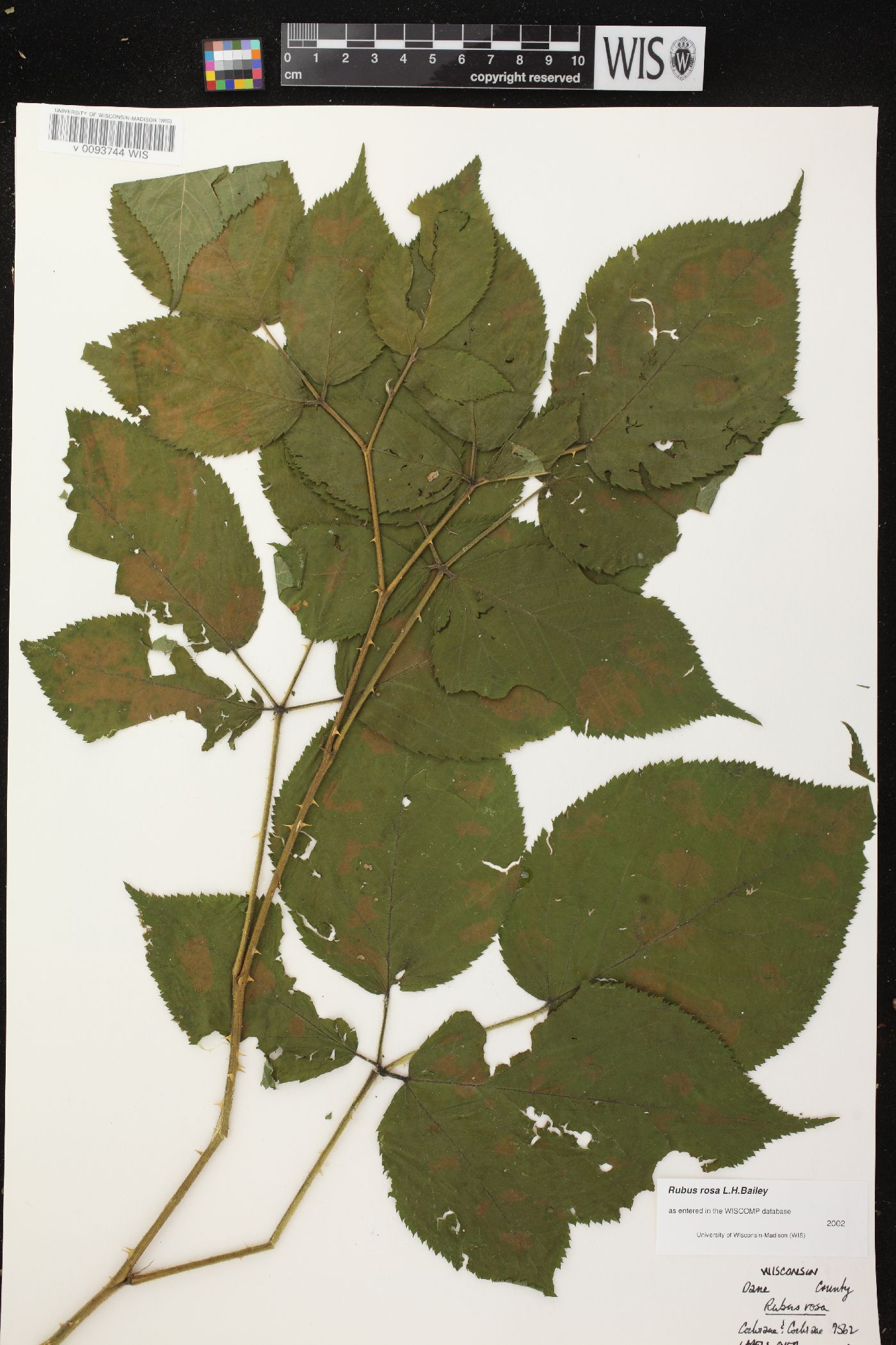 Rubus rosa image