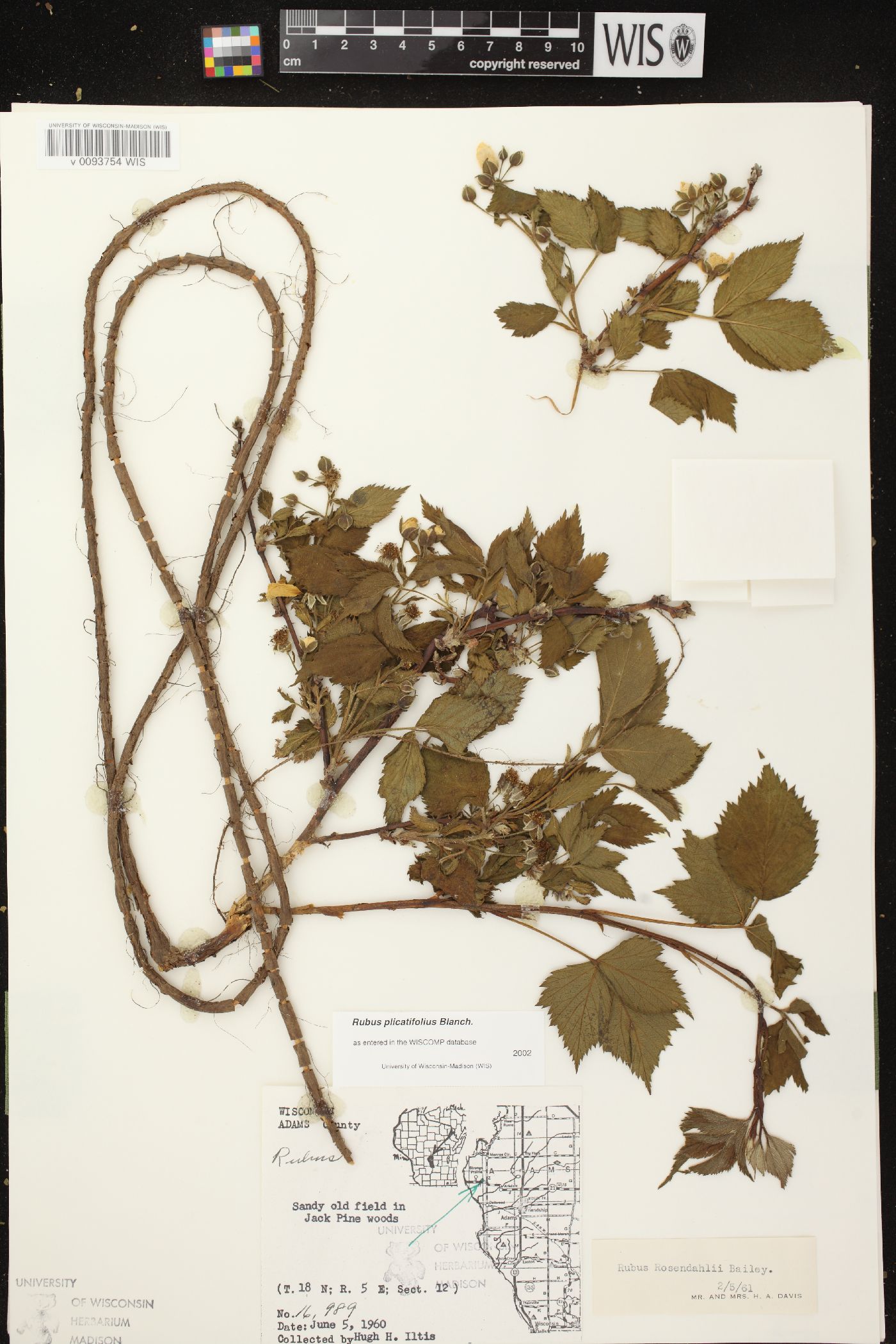 Rubus plicatifolius image