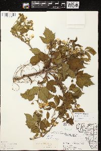 Rubus plicatifolius image