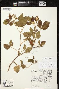 Rubus semisetosus image