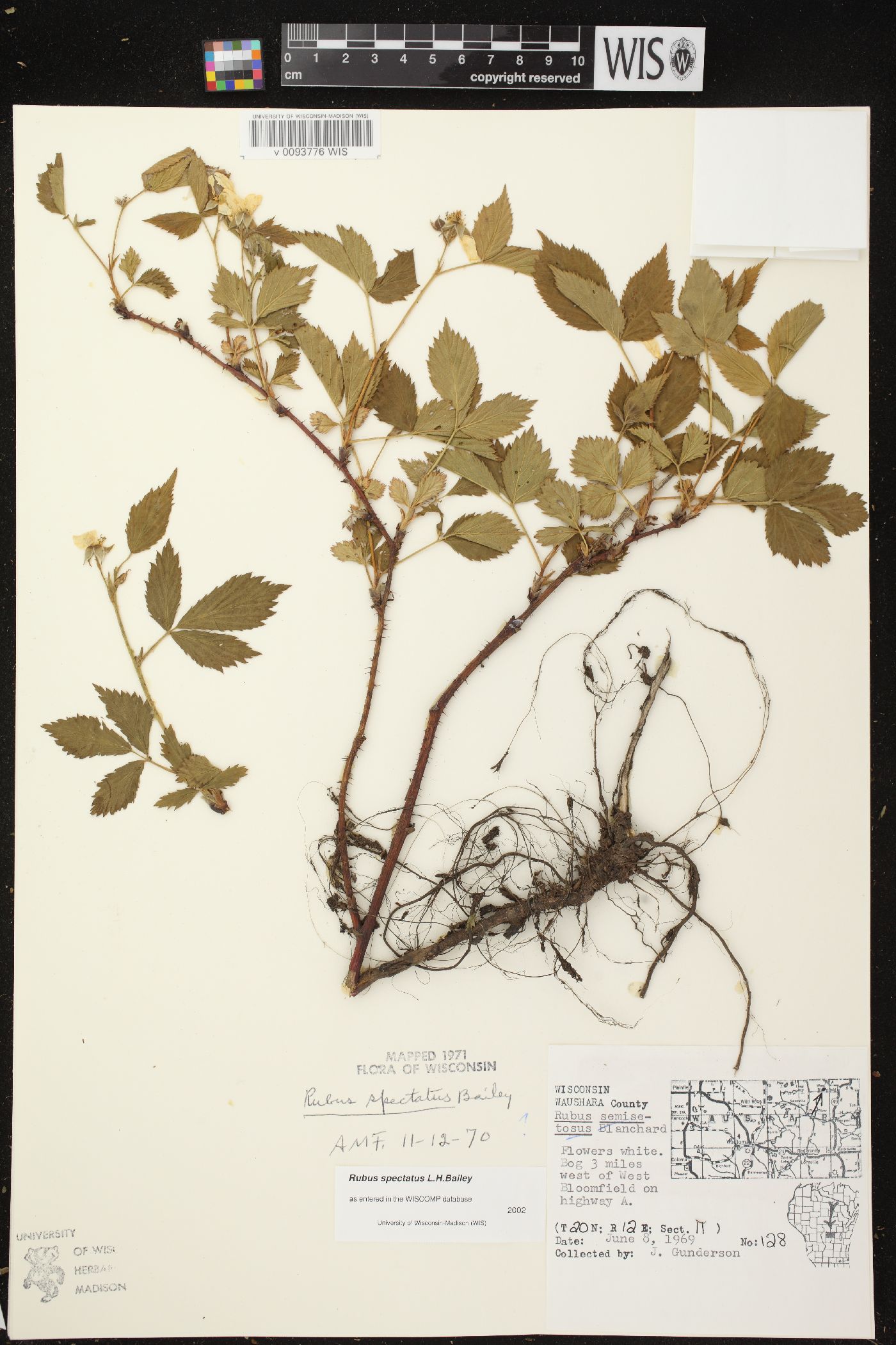 Rubus spectatus image