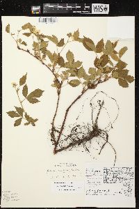 Rubus spectatus image