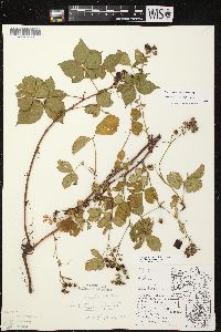 Rubus spectatus image