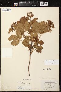 Image of Rubus spectatus