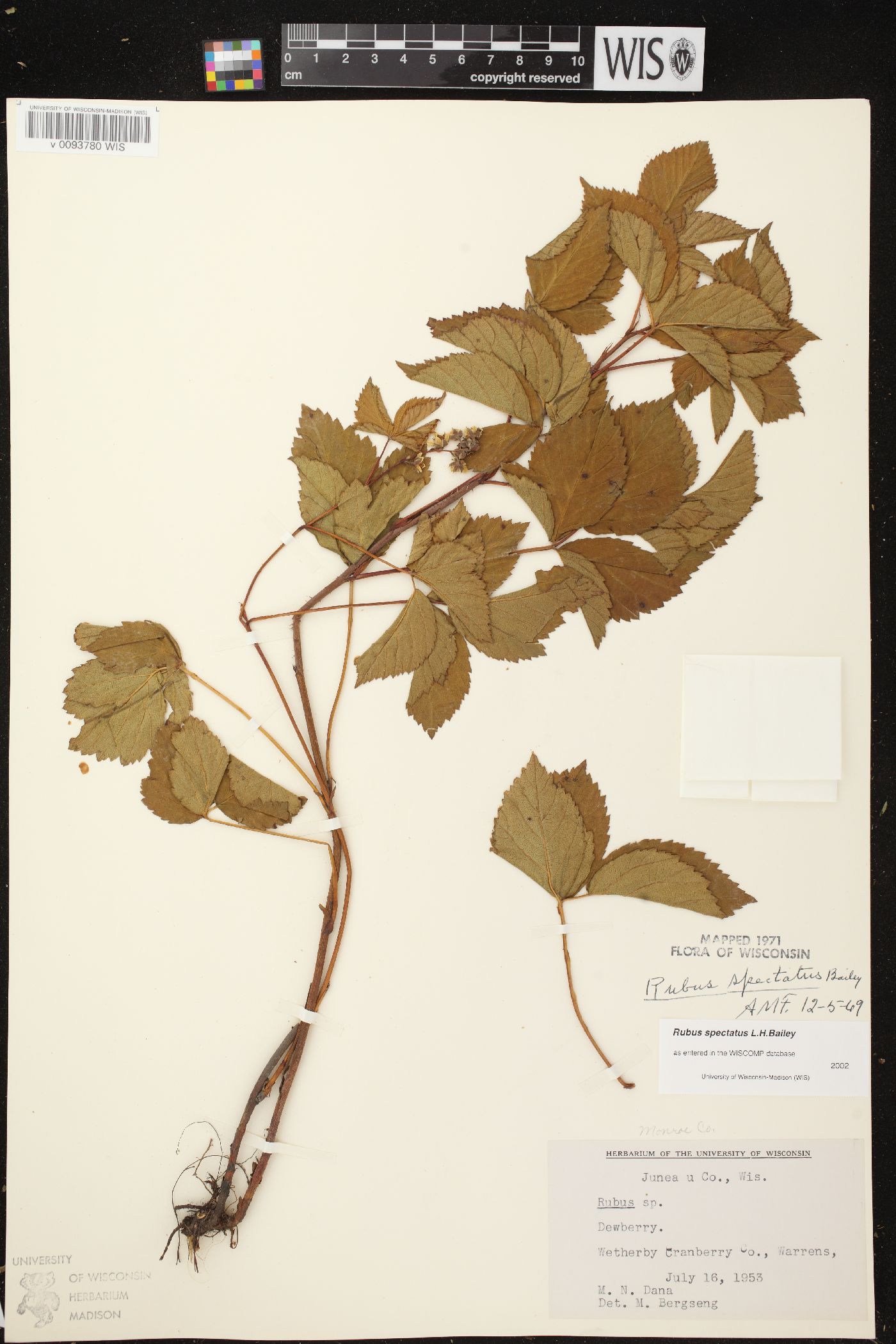 Rubus spectatus image