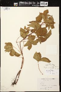 Rubus spectatus image