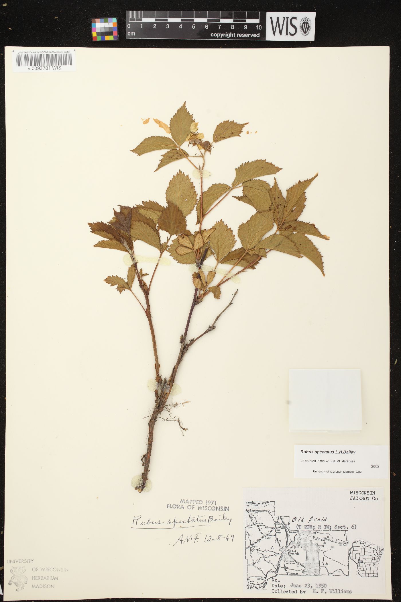 Rubus spectatus image