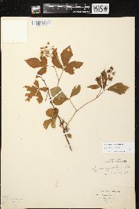 Rubus spectatus image