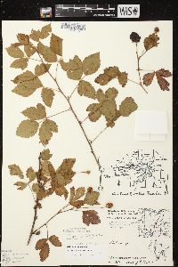 Rubus steelei image