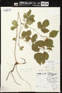 Rubus steelei image