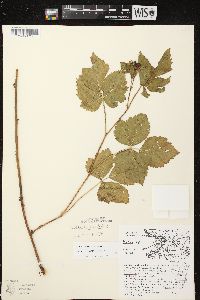 Rubus steelei image