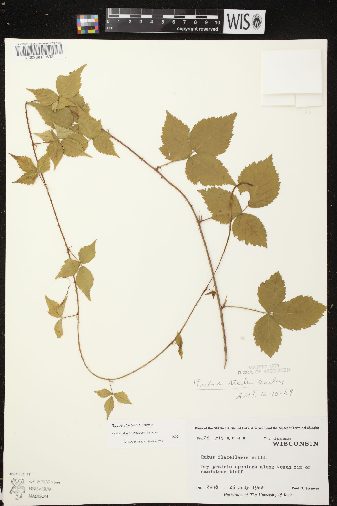 Rubus steelei image