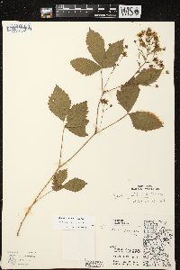 Rubus stipulatus image