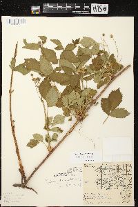 Rubus stipulatus image