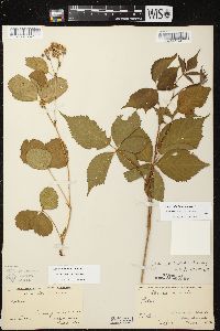 Rubus stipulatus image