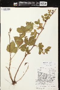 Rubus stipulatus image