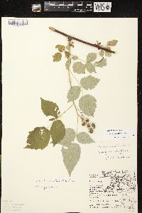 Rubus occidentalis image