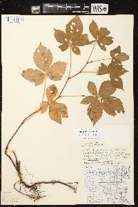 Rubus superioris image