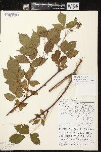 Rubus superioris image