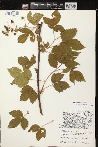 Rubus superioris image