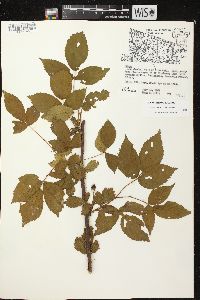 Rubus superioris image