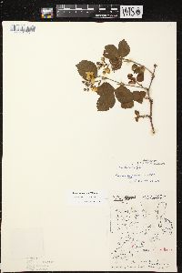 Rubus superioris image