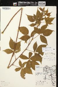 Rubus superioris image