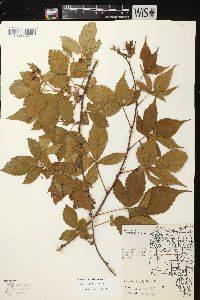 Rubus superioris image