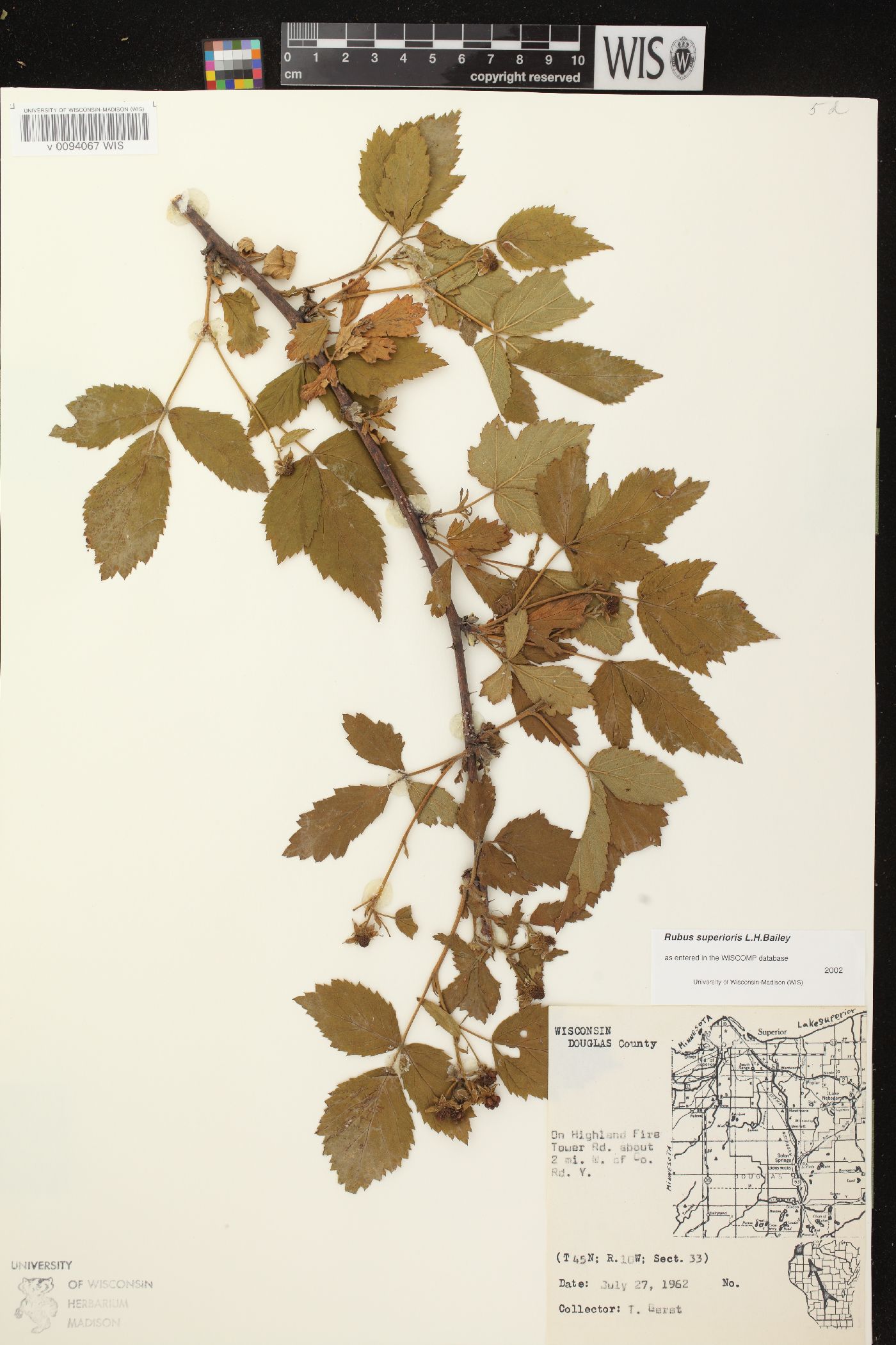 Rubus superioris image