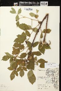 Rubus superioris image