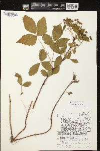 Rubus superioris image