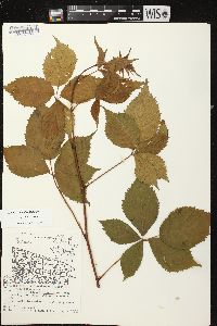 Rubus superioris image