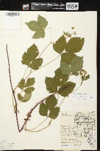Rubus superioris image