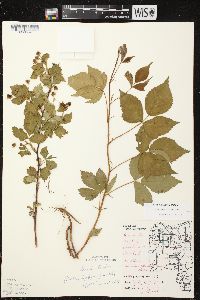 Rubus superioris image