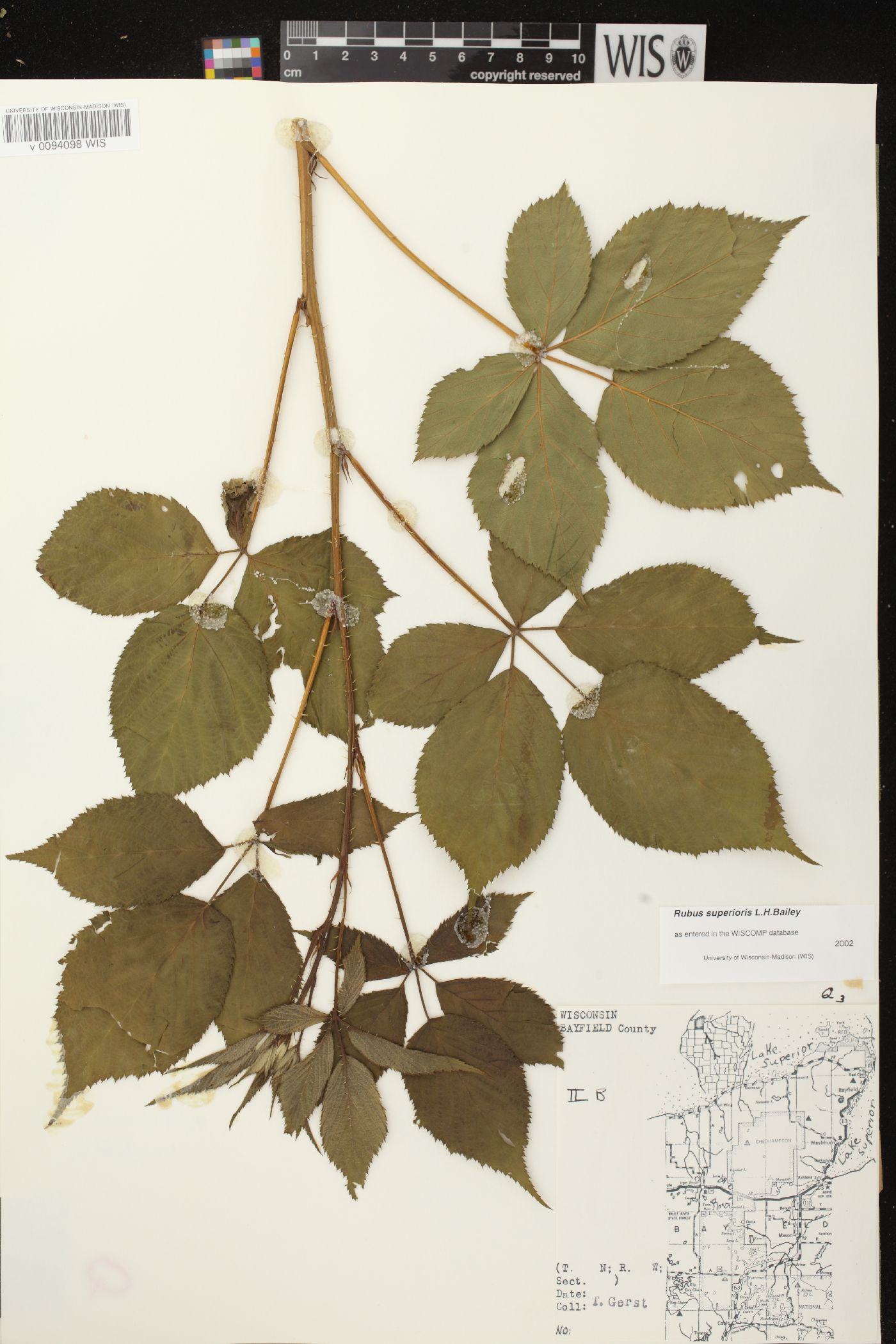 Rubus superioris image