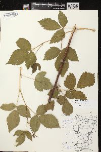 Rubus superioris image