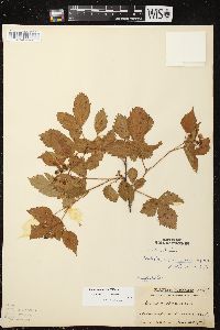 Rubus superioris image