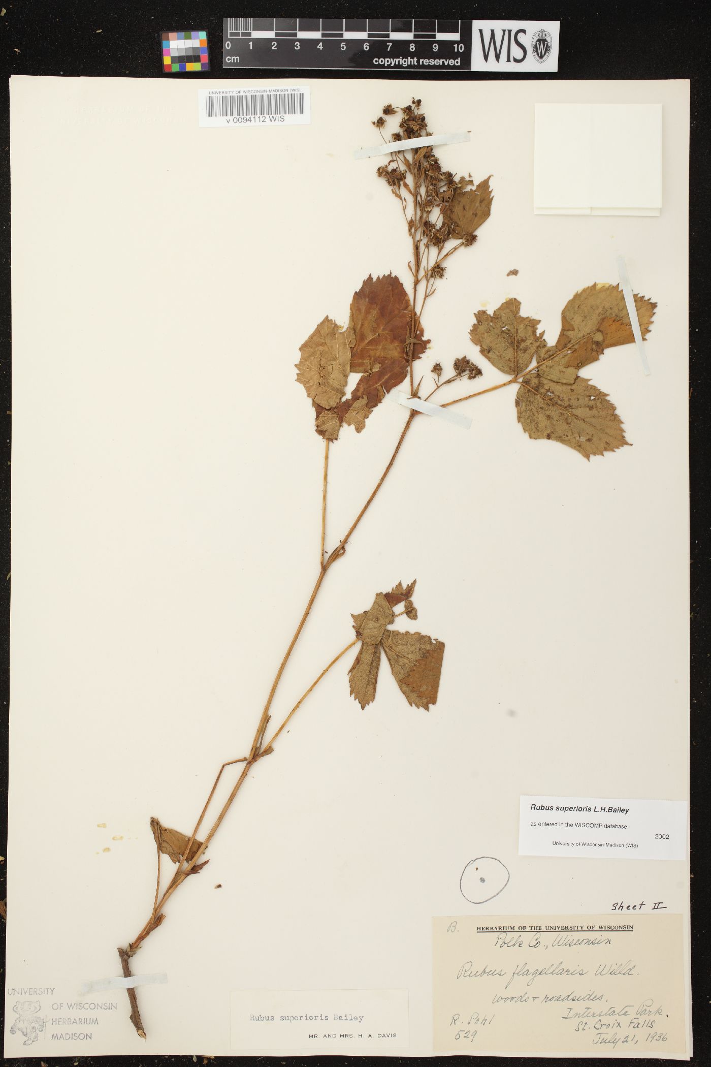 Rubus superioris image