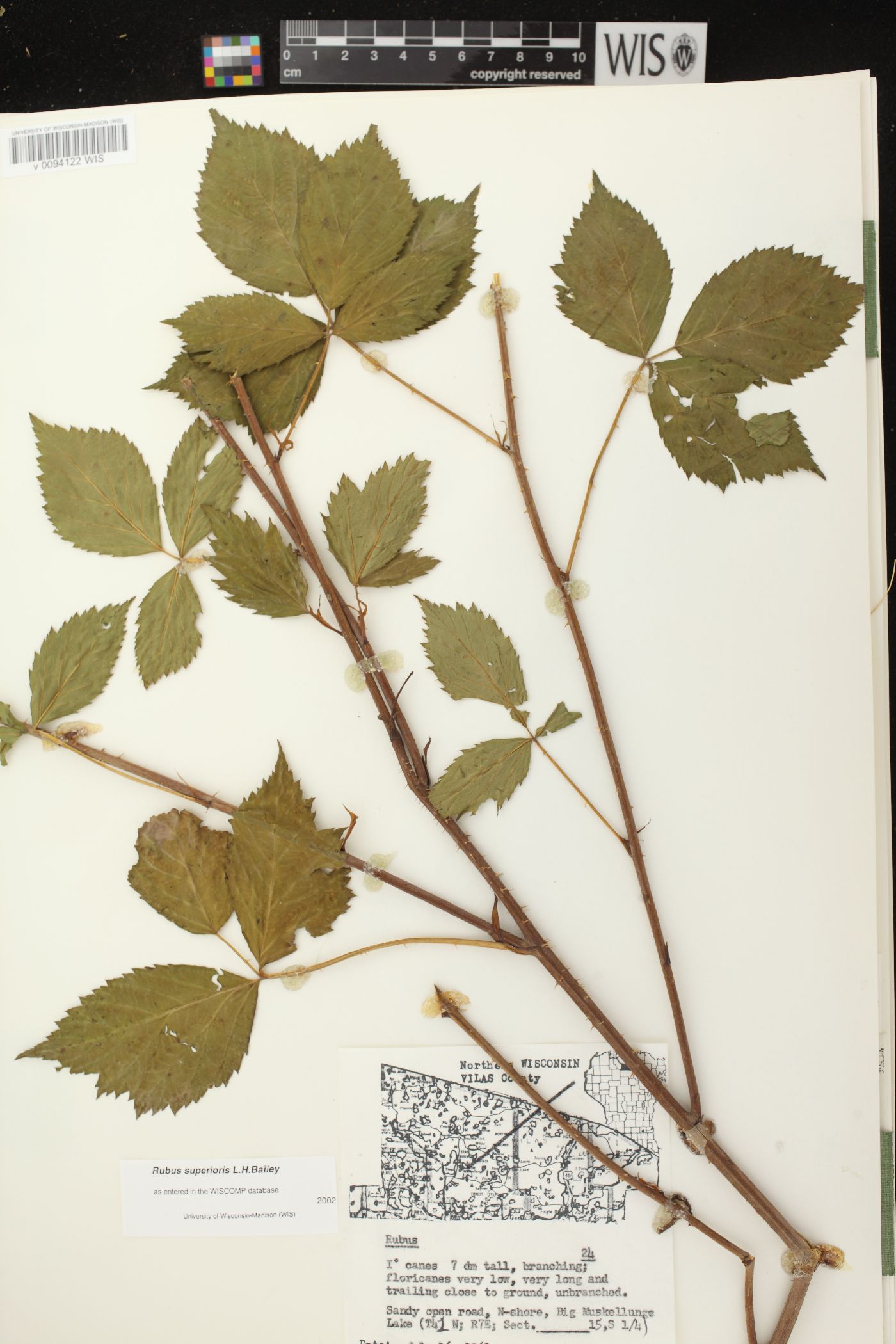 Rubus superioris image