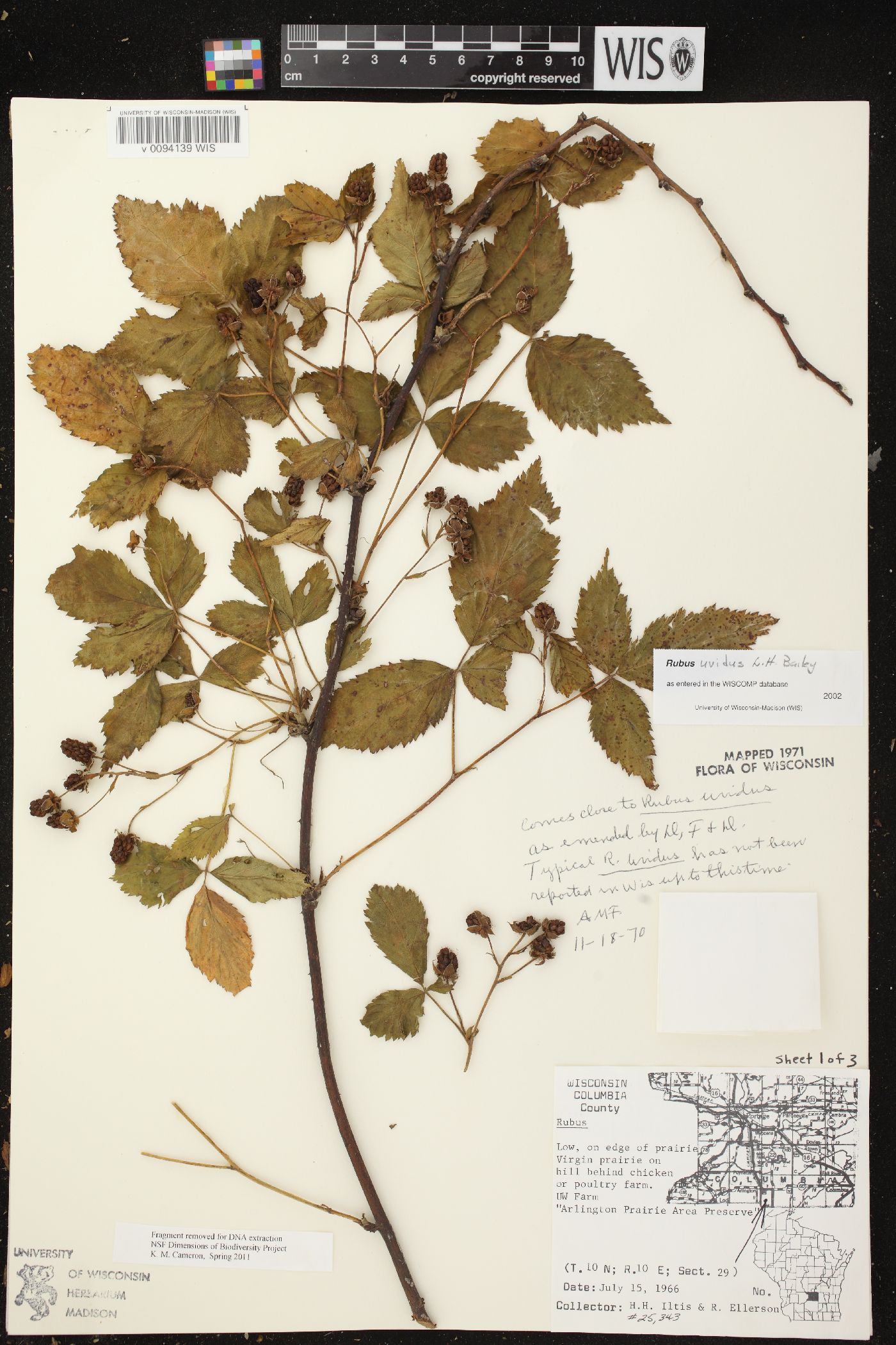 Rubus uvidus image