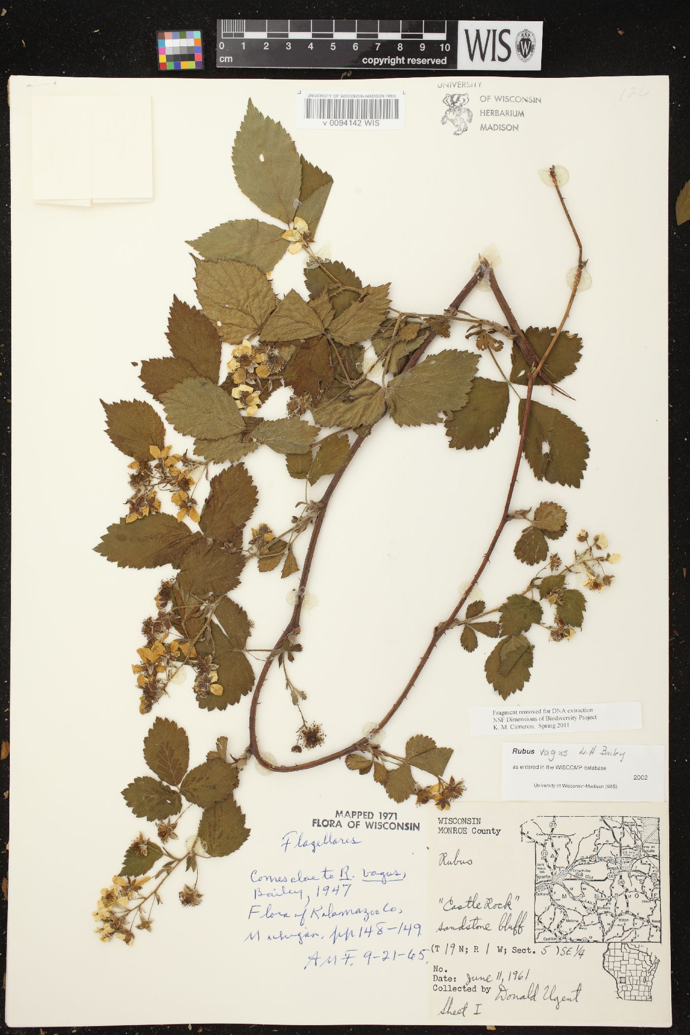 Rubus vagus image