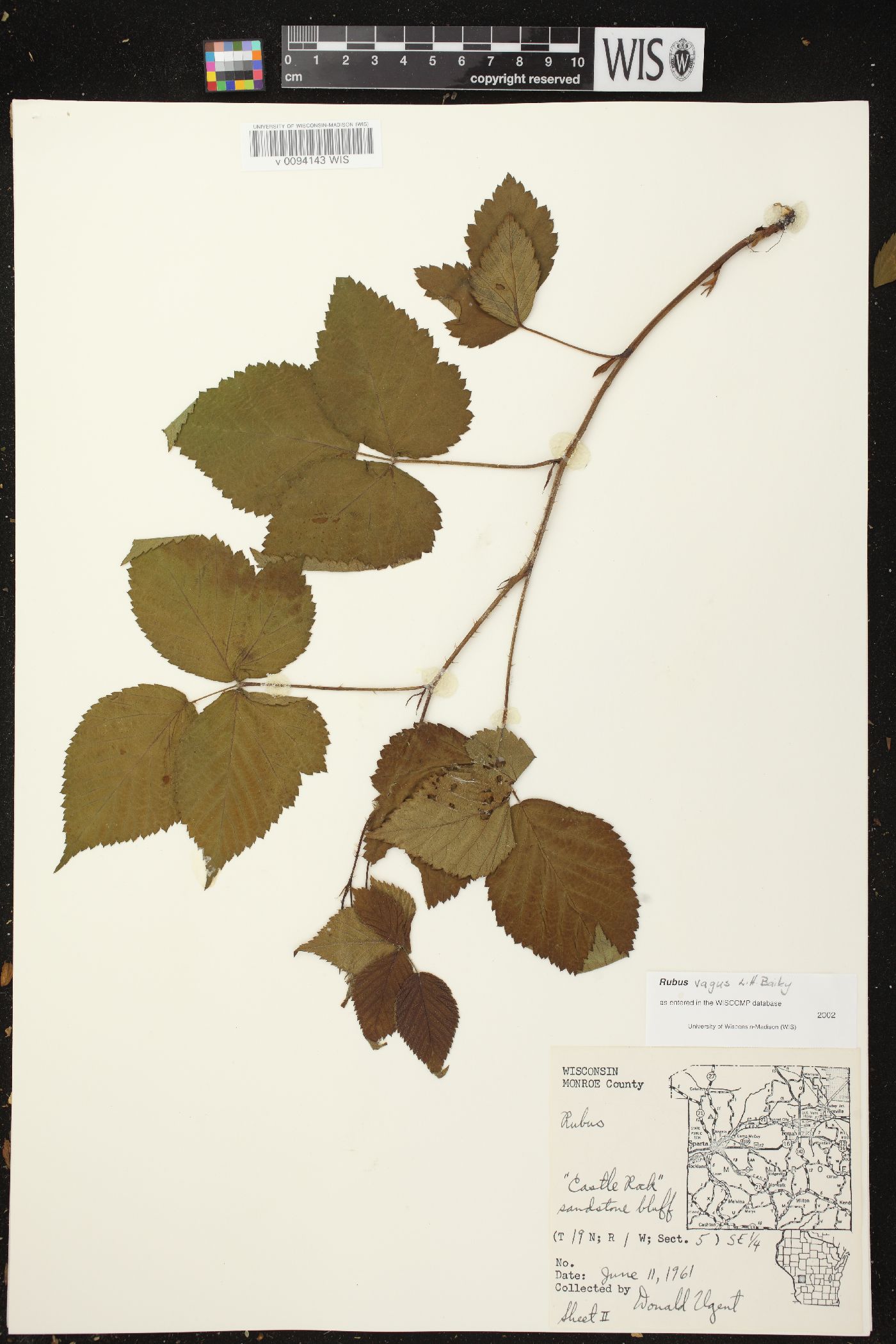 Rubus vagus image